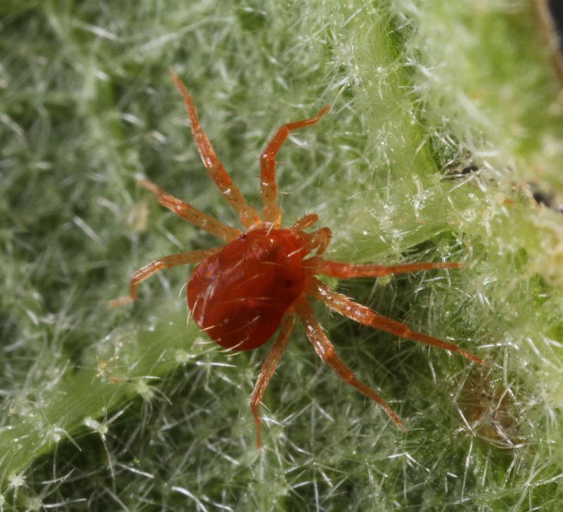 Ixodes_ricinus_D8192_Z_88_Bij afgraving_Nederland.jpg